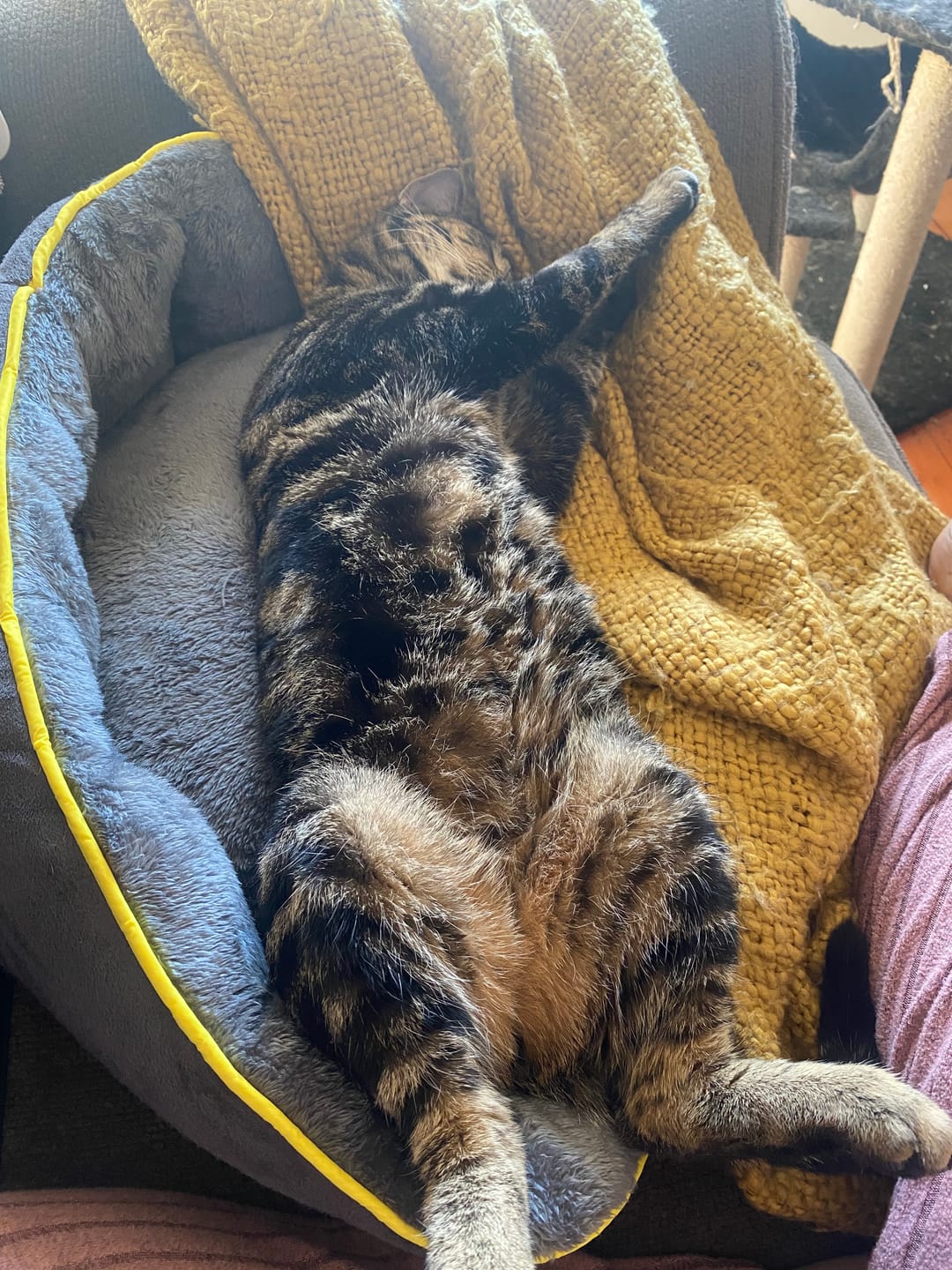 Customer photo review of PaWz Electric Pet Heater Bed Thermal Protection