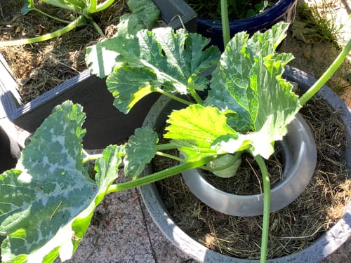 Customer photo review of Schneckenkragen – 12er Set