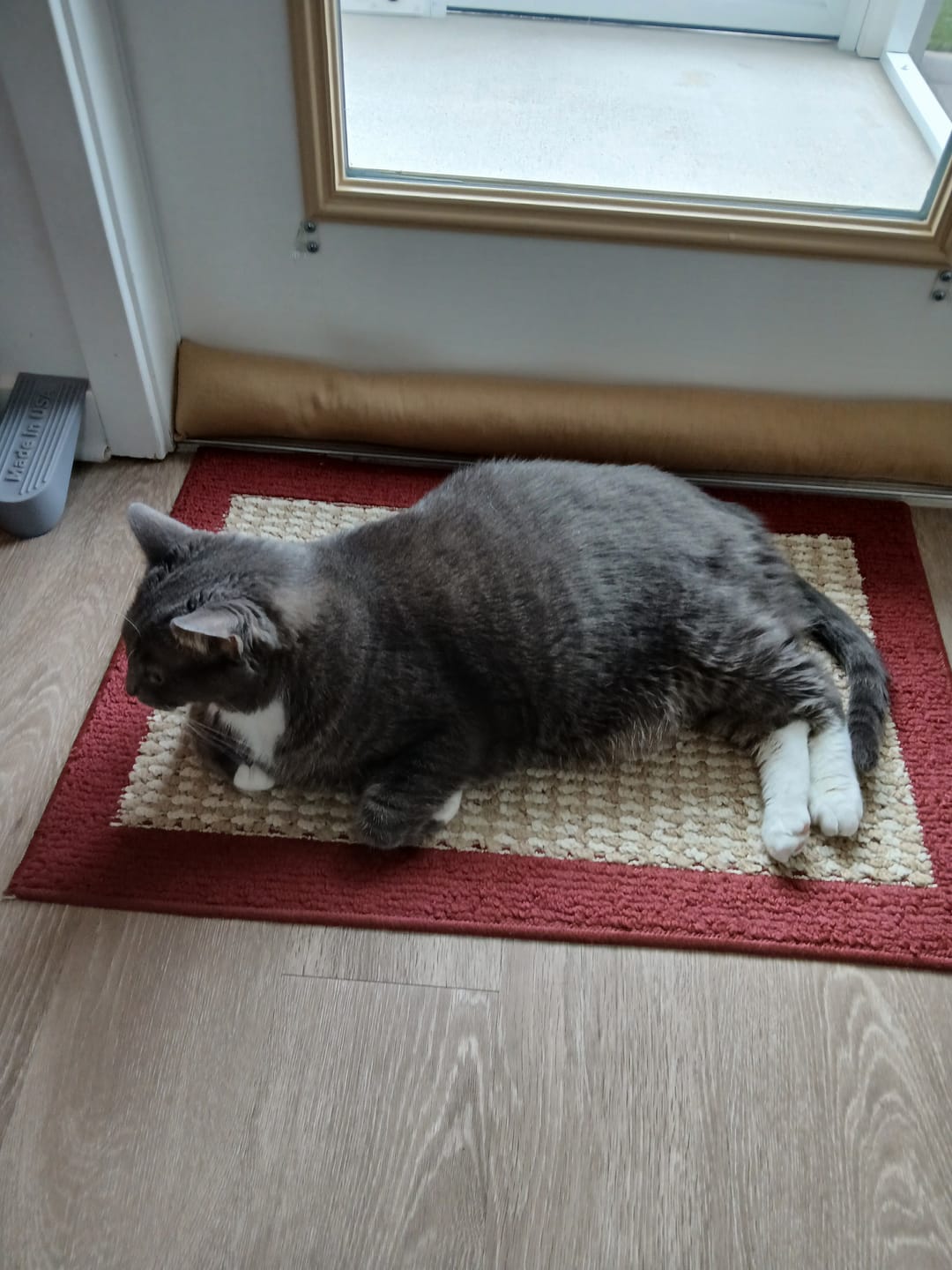 Customer photo review of Royal Canin Veterinary Diet - Urinary SO + Calm Dry Cat Food