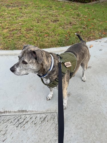 Customer photo review of NEW Upgraded Tactical No-Pull Team K9™ Dog Harness with 4 Quick-Release Metal Buckles, Reinforced Front & Back D-Rings, Hook & Loop Panels, Adjustable Straps, Reflective Strips, & Top Handle