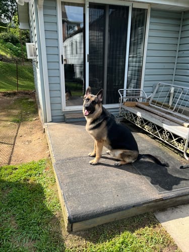 Customer photo review of ULTRA Pet Grooming Vacuum Kit