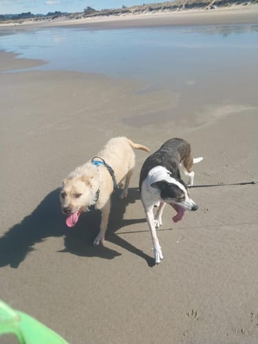Customer photo review of Green Lipped Mussel for Dogs - Joint Health Supplement