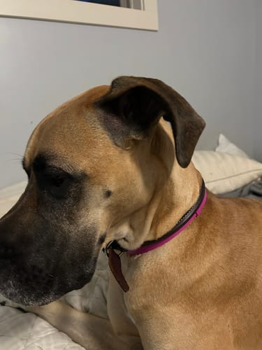 Customer photo review of FurLife™ - 8 Months Flea and Tick Collar for Dogs