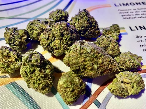 Customer photo review of Tropicana Cherry THCA Flower