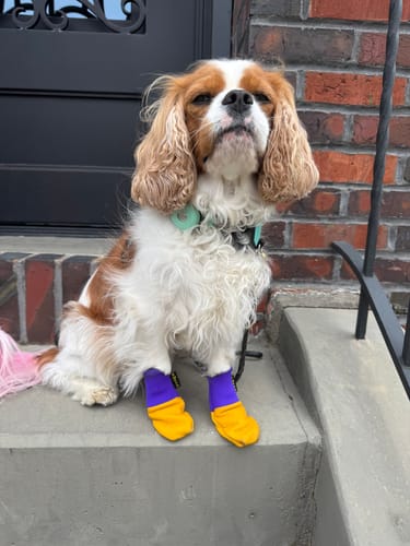 Customer photo review of Leather Dog Booties - Doccasins - 1 pair