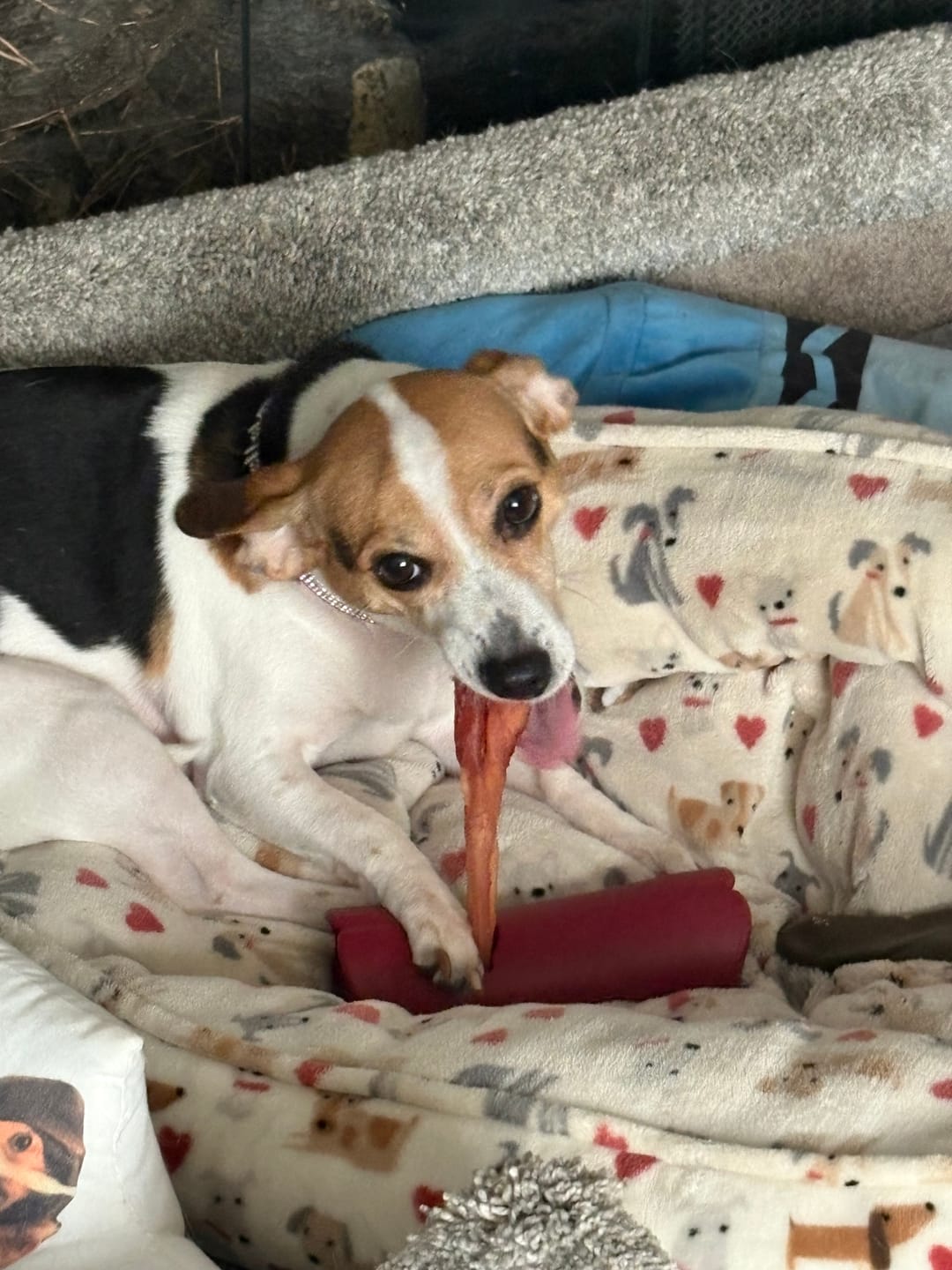 Customer photo review of Bully Stick Safety Holder