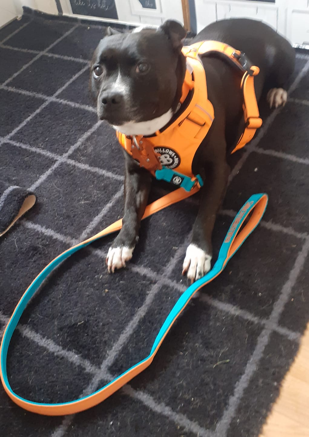 Customer photo review of 1.4m Lighter Swivel Combat Lead | Anti-Tangle & Secure Clip - Turquoise x Orange