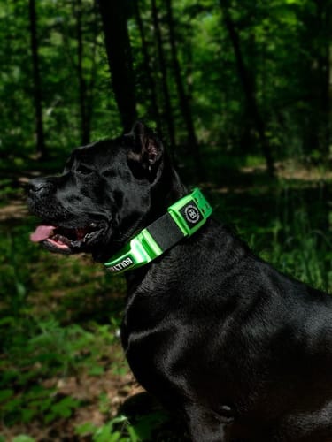 Customer photo review of 5cm Sporting Collar With Handle Neon