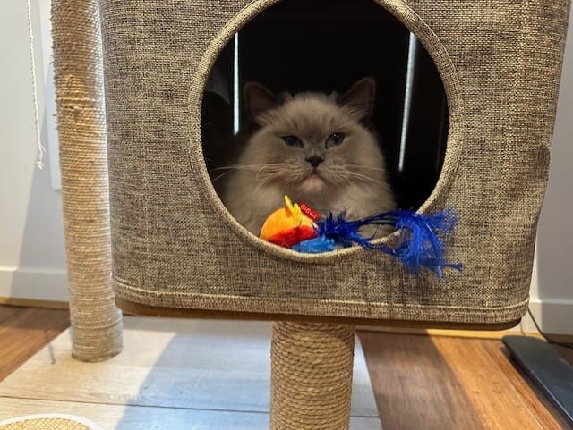 Customer photo review of Michu Tofu Cat Litter Gen3 6L- Dust-Free and Natural Clumping Tofu-Based Formula for Easy Cleanup