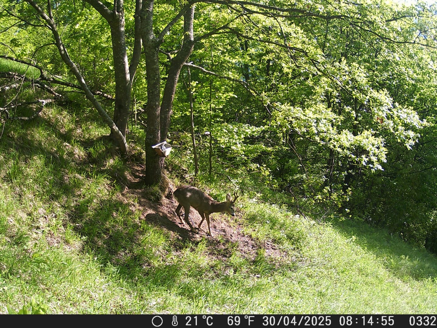 Customer photo review of Salzspray Anis - Lockmittel Rehwild, Schwarzwild, Rotwild und Damwild