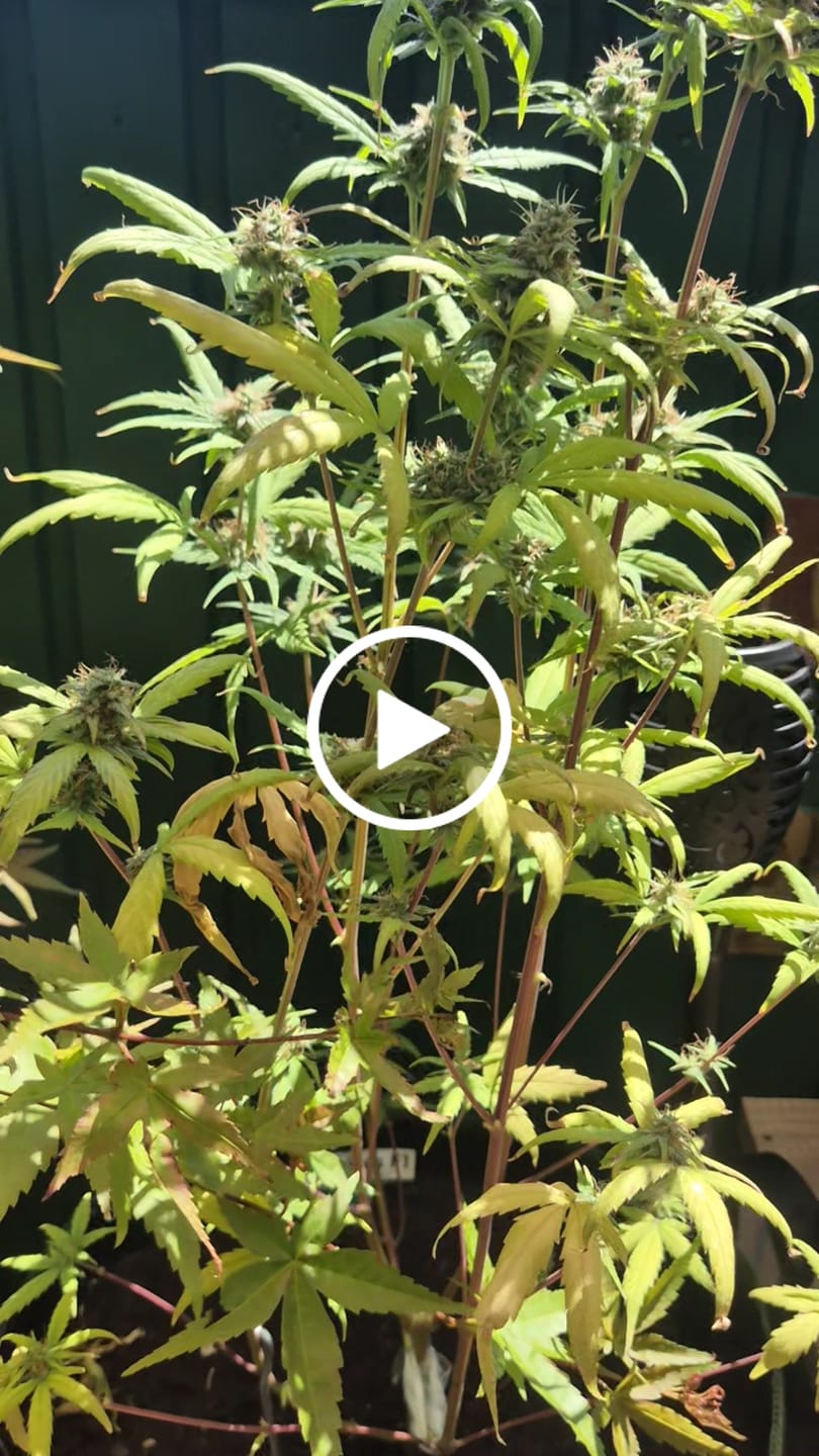 Customer video review of Cookies F1 Cali Weed THC Samen – 50 Tage – Autoflower – Die schnellsten Cannabis Samen der Welt