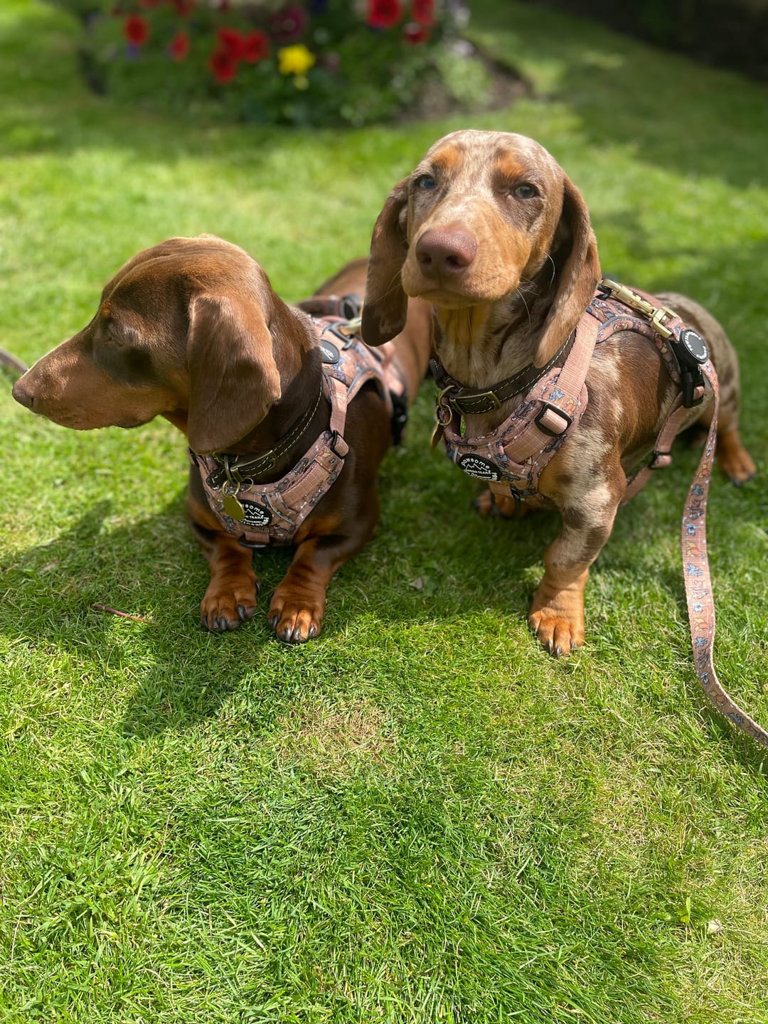 Customer photo review of Disney© Tough Trails™ Harness - Disney Dogs