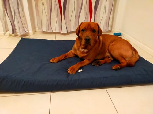 Customer photo review of Materassino Sfoderabile Cotone Unito Siena Navy