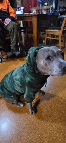 Customer photo review of Velvet Dog Hoodie - Emerald Green