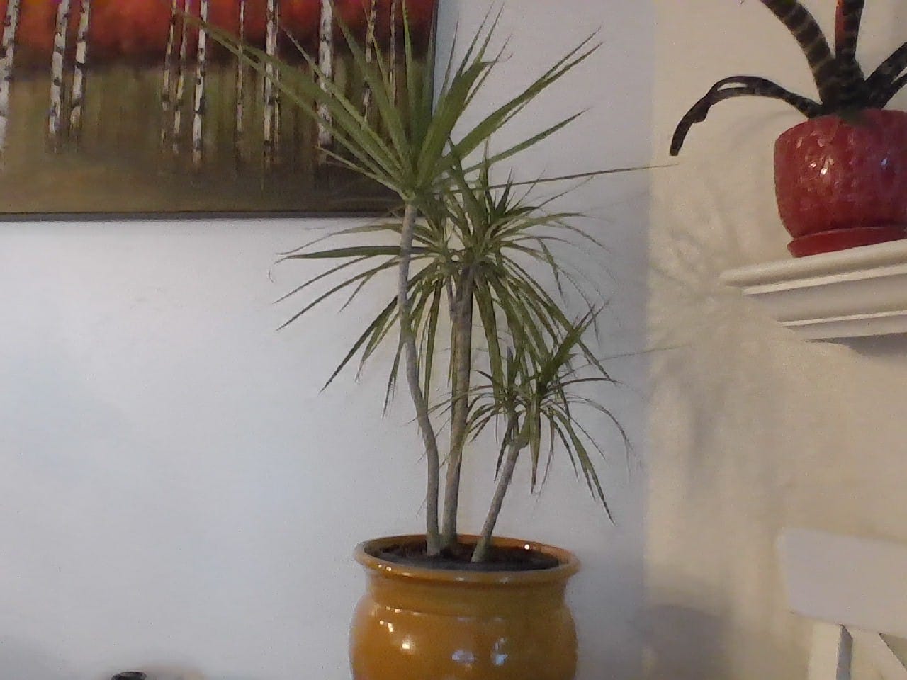 Customer photo review of Dracaena Dragon Tree Green, Tree Form