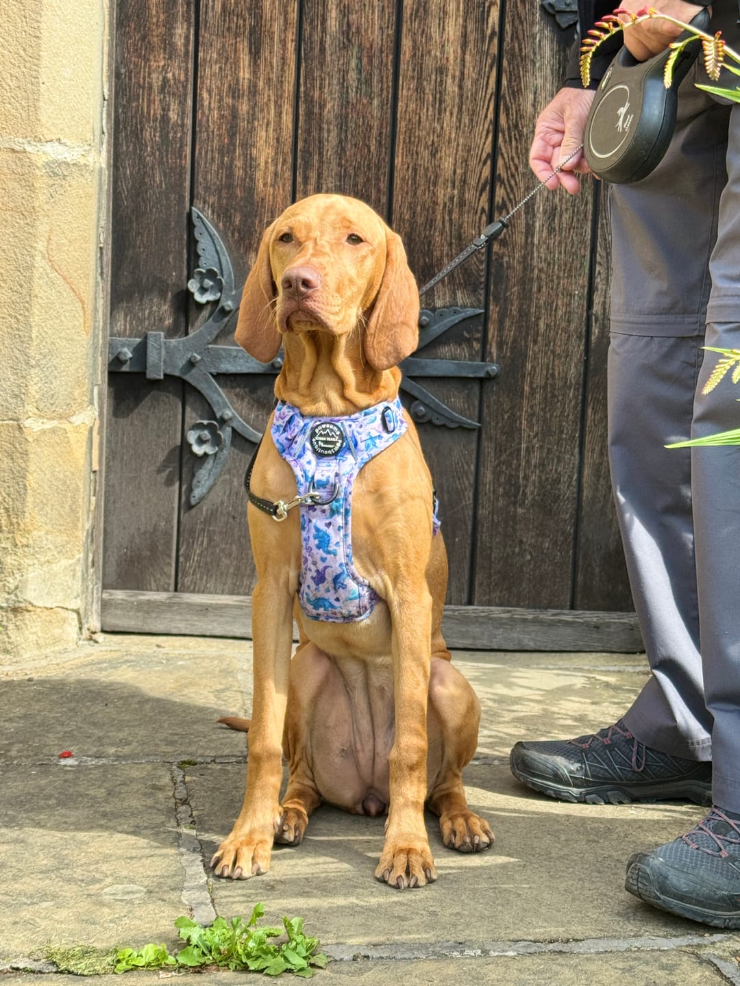 Customer photo review of Tough Trails™ Harness - Mable's Meadow