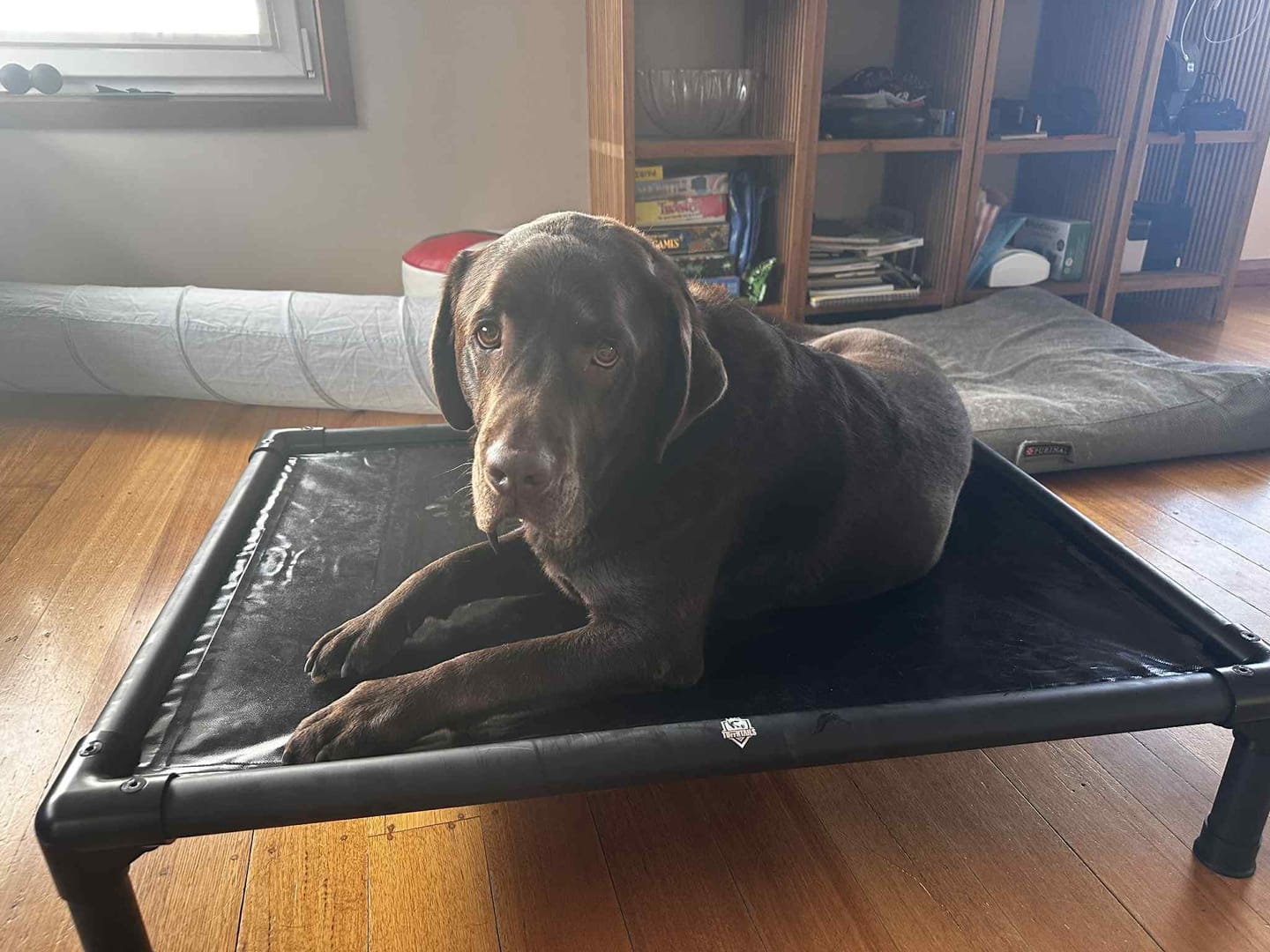 Customer photo review of Reinforced Elevated TuffyBed