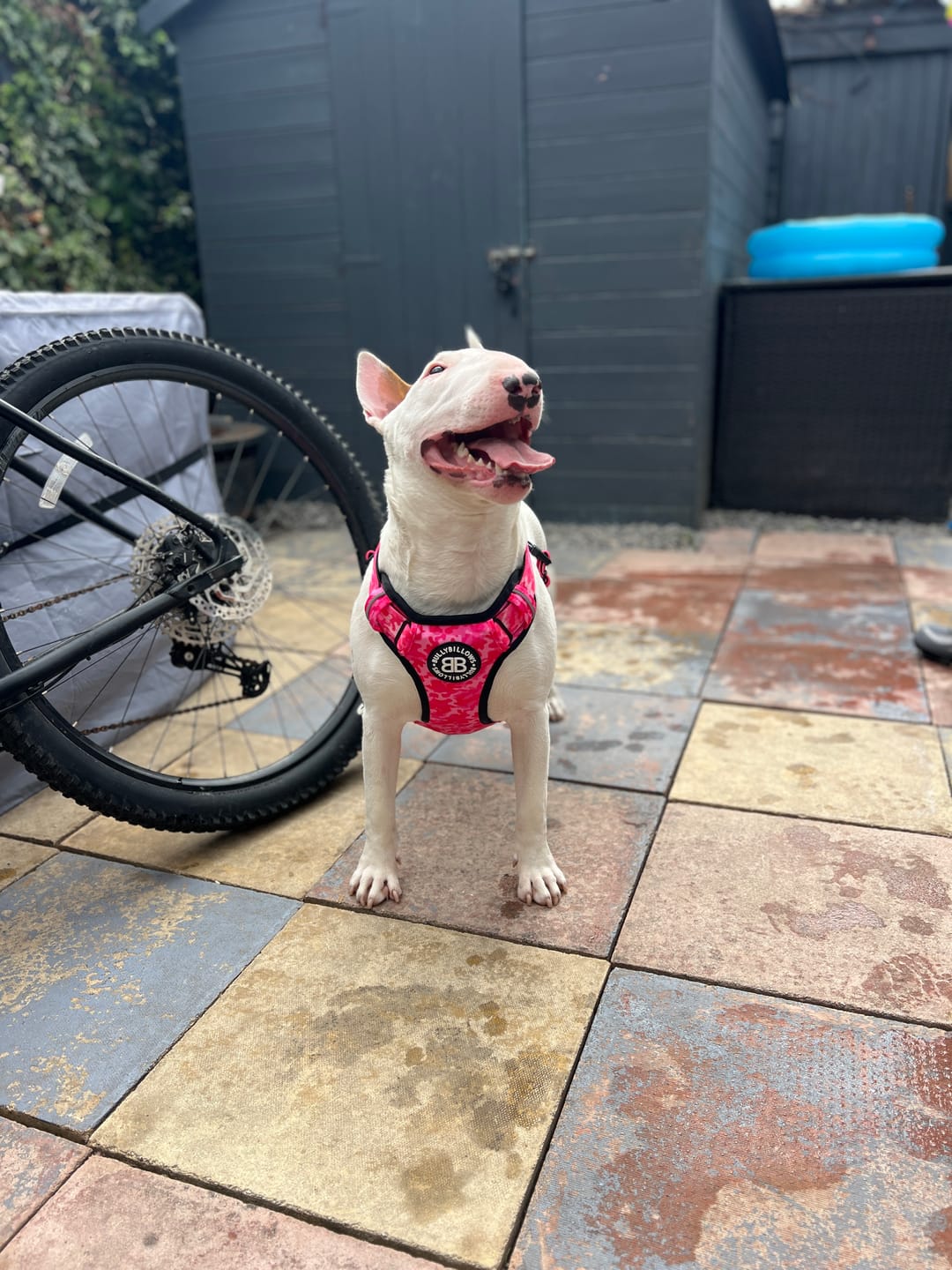 Customer photo review of Comfort Premium Harness | Non Restrictive - Bubblegum
