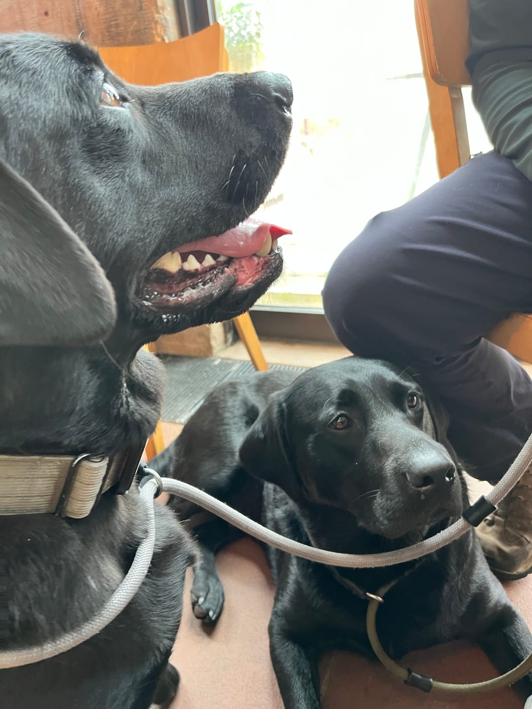 Customer photo review of 4cm Combat® Collar | Rated Clip - NO HANDLE - Metal Grey