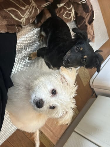 Customer photo review of FunFunPet 高機能ハーネス（お名前タグ作成サービス付き）