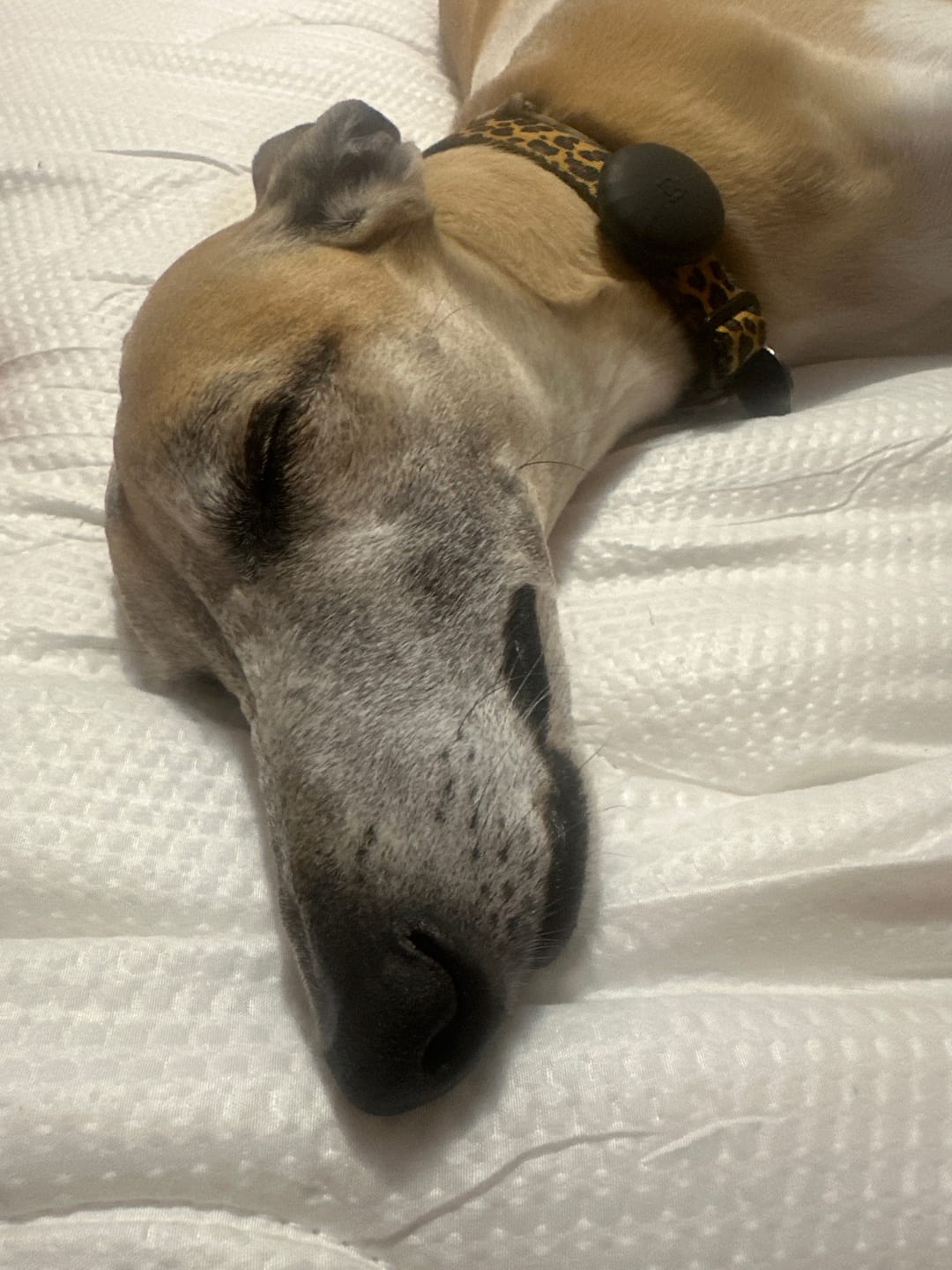 Customer photo review of Cobertor Cozy™ IWS