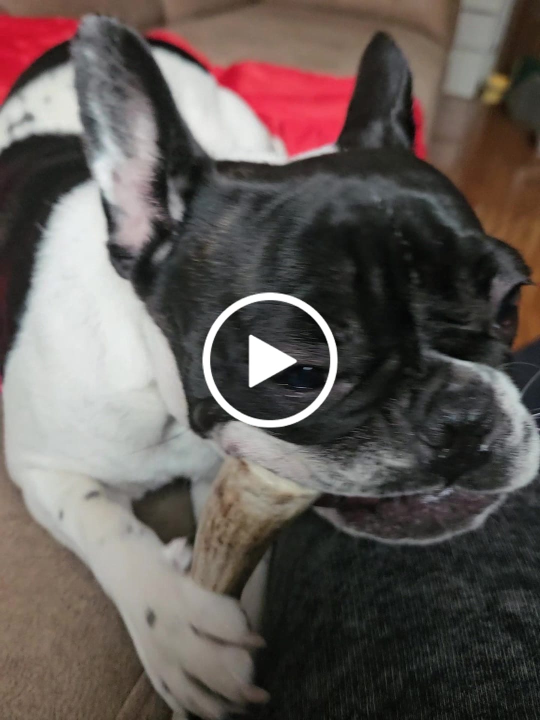 Customer video review of Asta de ciervo para perros - Regular
