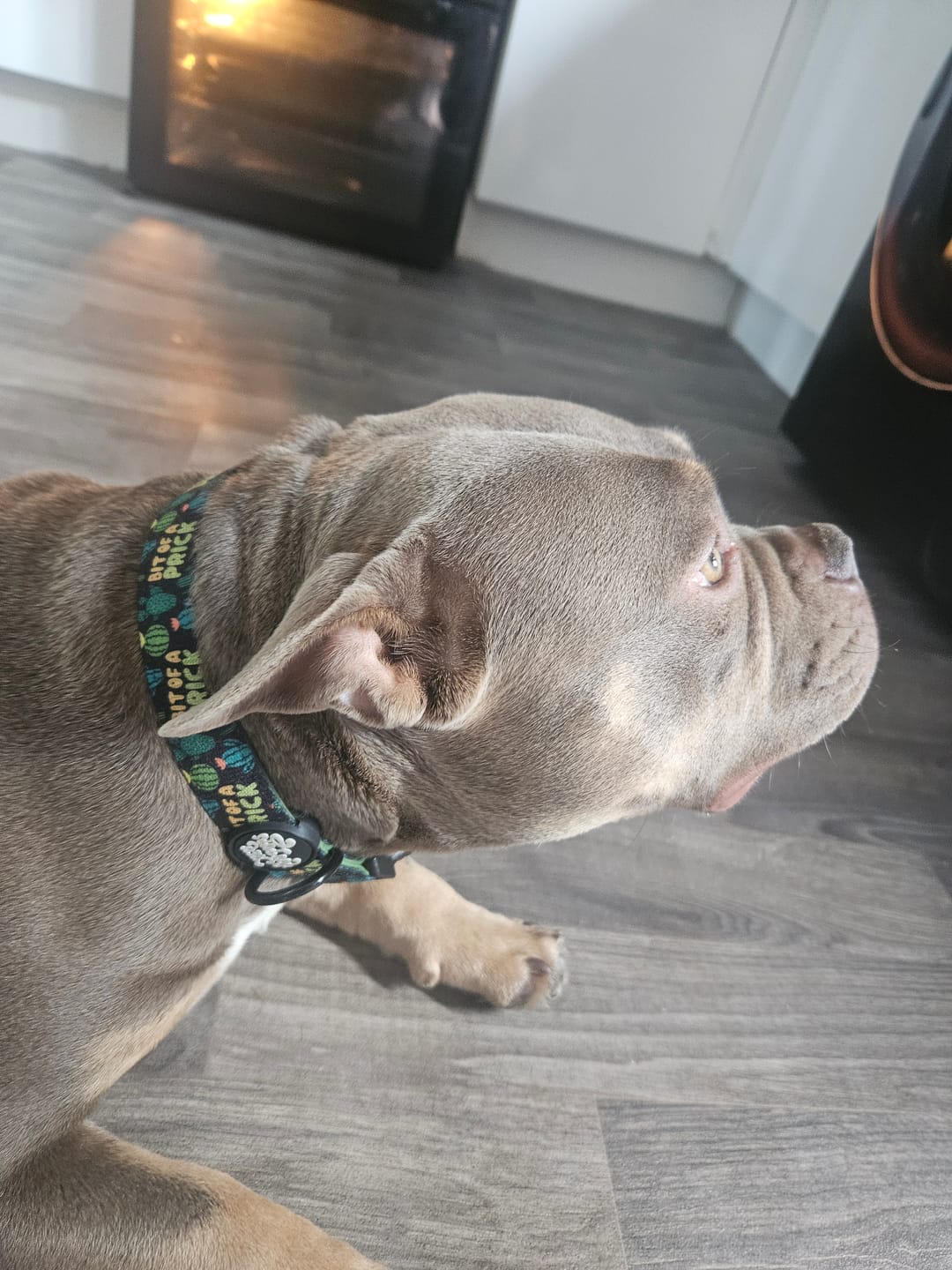 Customer photo review of Bit of a prick collar