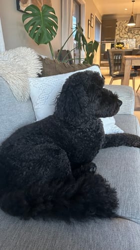 Customer photo review of Green Lipped Mussel for Dogs - Joint Health Supplement