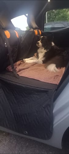 Customer photo review of Housse de voiture pour chien - K9 GuardShield : protection intégrale