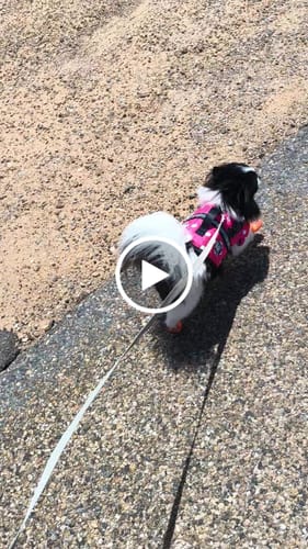 Customer video review of WagWellies® Mojave Neon Orange