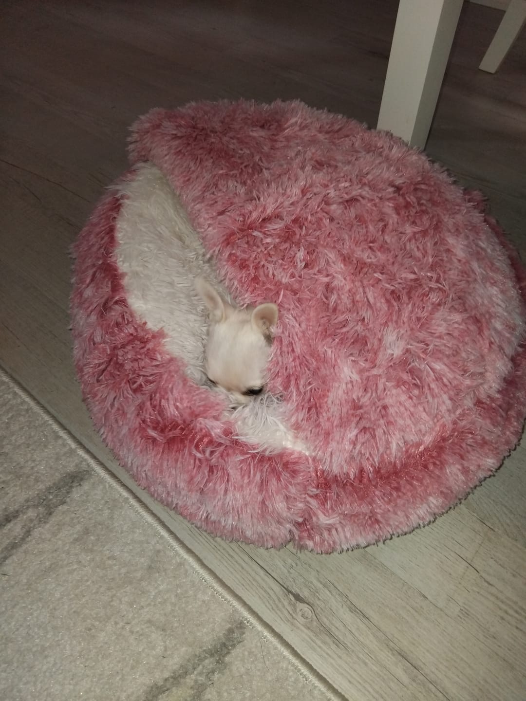 Customer photo review of CozyCave™ luolapeti koiralle