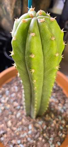 Customer photo review of San Pedro Cactus | Trichocereus (Echinopsis) Pachanoi