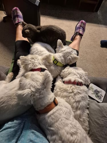 Customer photo review of Probiotic Gut Health Chews for Dogs