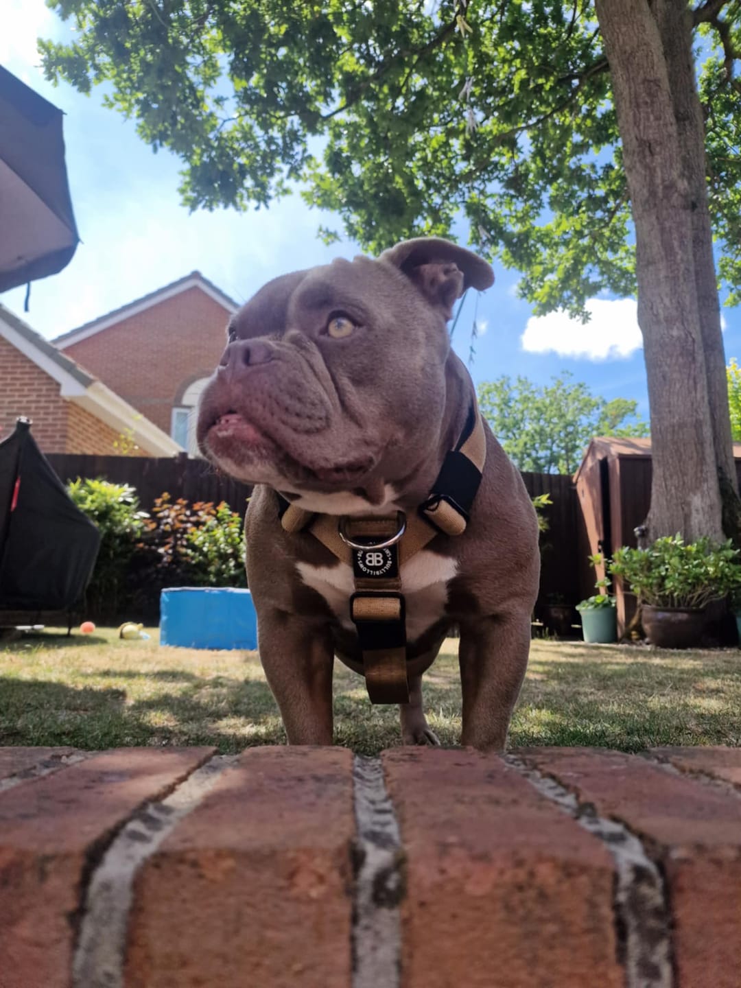 Customer photo review of Training Anti Pull TRI-Harness® | M-XL Breeds - Tan