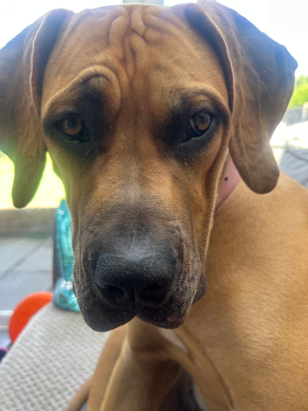 Customer photo review of Antiseptic Hot Spot Spray for Dogs, Cats & Pets