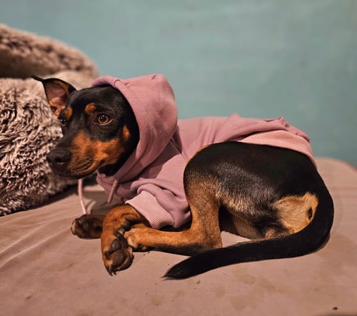 Customer photo review of Essential Dog Hoodie - Purple Taupe