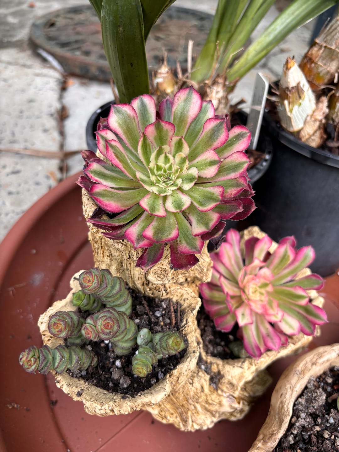 Customer photo review of Aeonium 'Bronze Teacup'