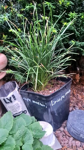 Customer photo review of Liriope muscari / 10-20 cm (Gesamthöhe inkl. Topf)