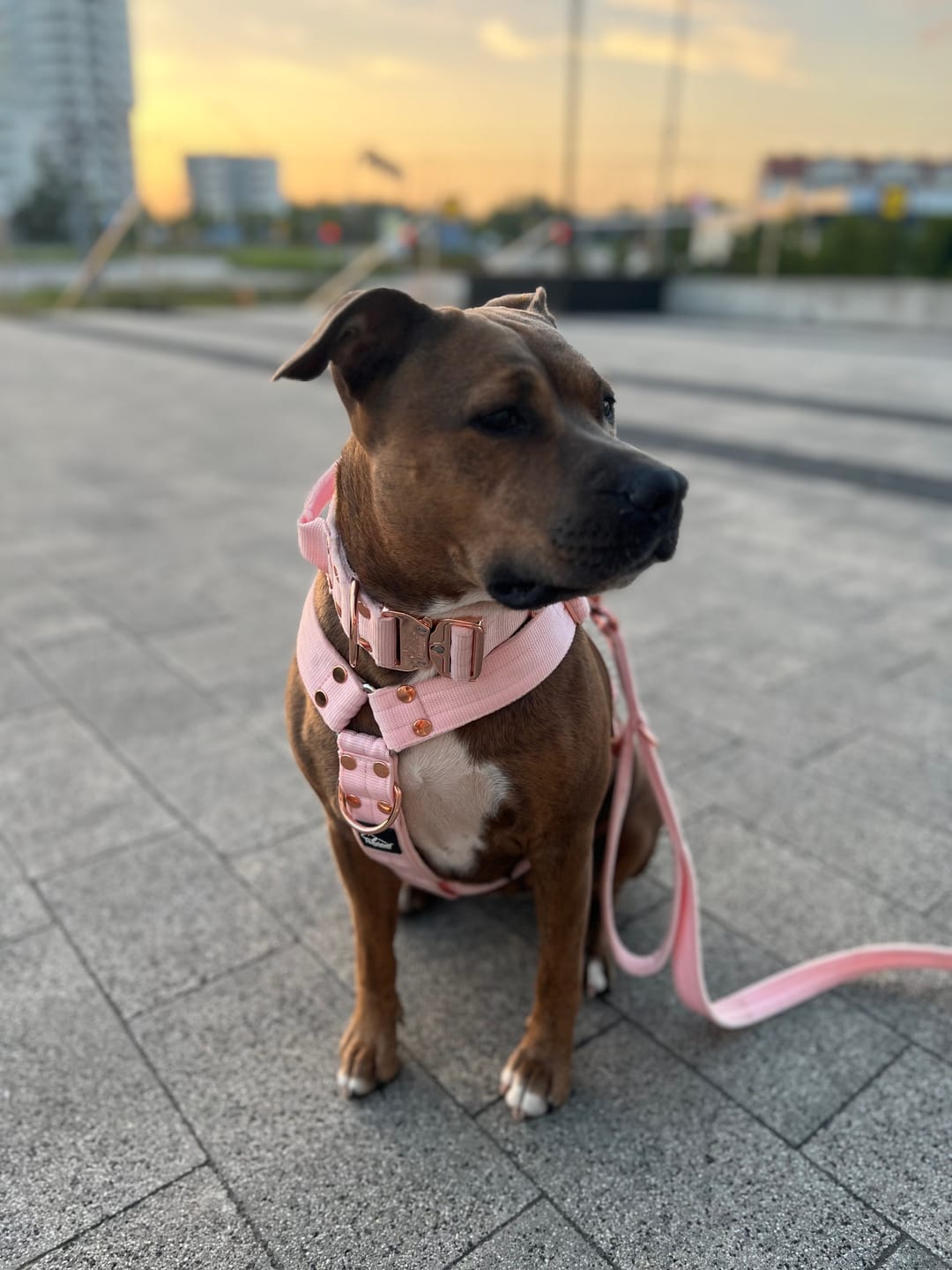 Customer photo review of Smycz przepinana z dodatkową raczką - Multi Guard Leash Rose Edition Pastel Pink