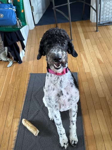 Customer photo review of FurLife™ 12 Months Flea and Tick Free