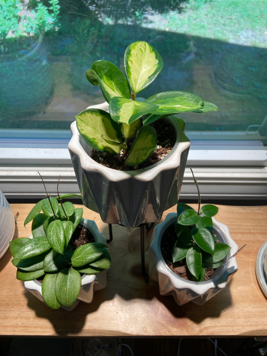 Customer photo review of Hoya australis 'Lisa'
