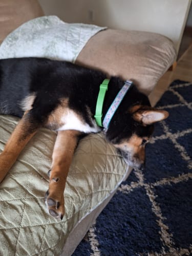 Customer photo review of FurLife™ - 8 Months Flea and Tick Collar for Dogs