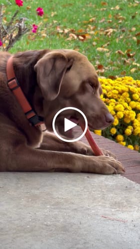 Customer video review of 12 Inch Monster Bully Stick