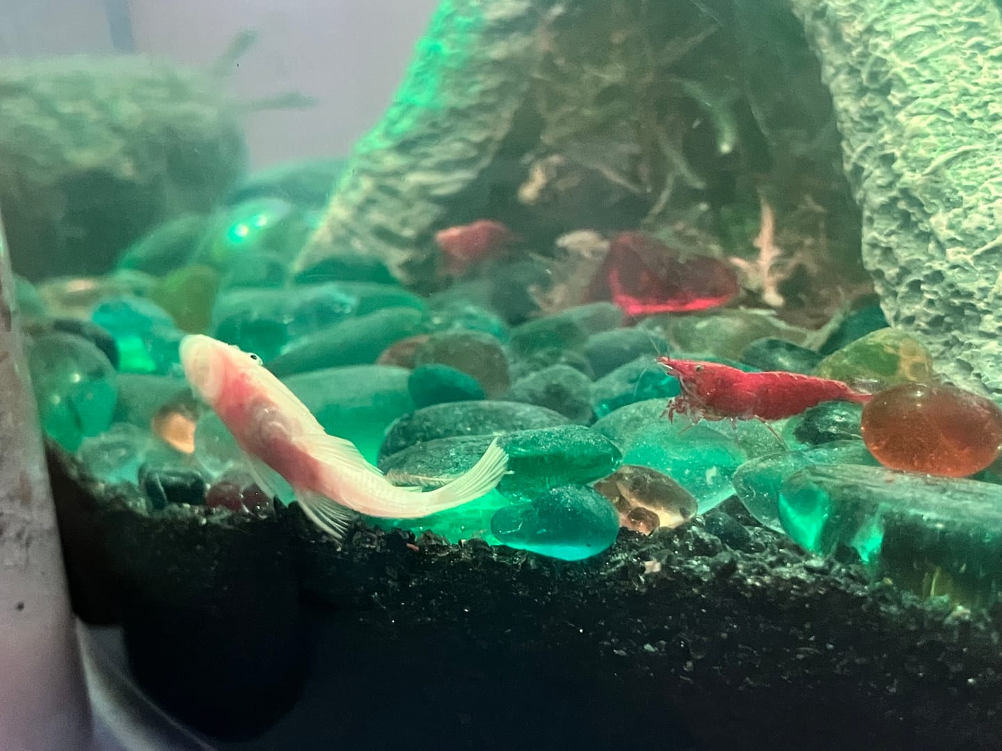 Customer photo review of L144a Blue Eye Lemon Bristlenose Pleco (2 Inches) "NEW"