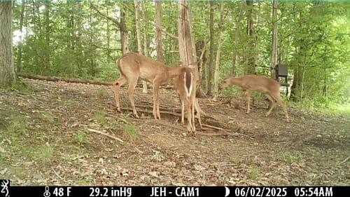 Customer photo review of Recharge™ Deer Mineral
