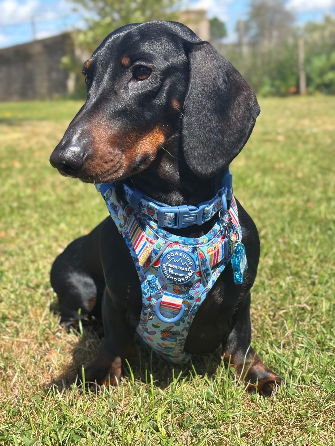 Customer photo review of Disney© Tough Trails™ Harness - Stitch's Fruit Fiesta