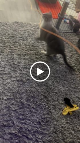 Customer video review of ZipString® Luma