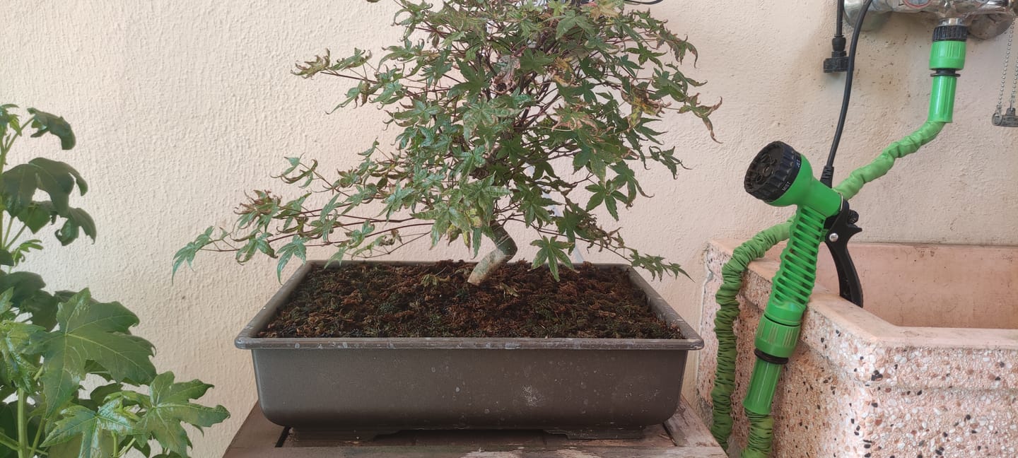 Customer photo review of VASI BONSAI PLASTICA RIGIDA PROFESSIONALI