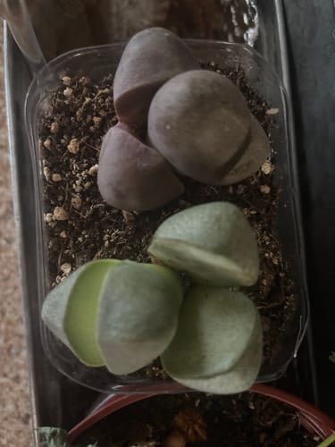Customer photo review of Pleiospilos Nelii | Split Rock