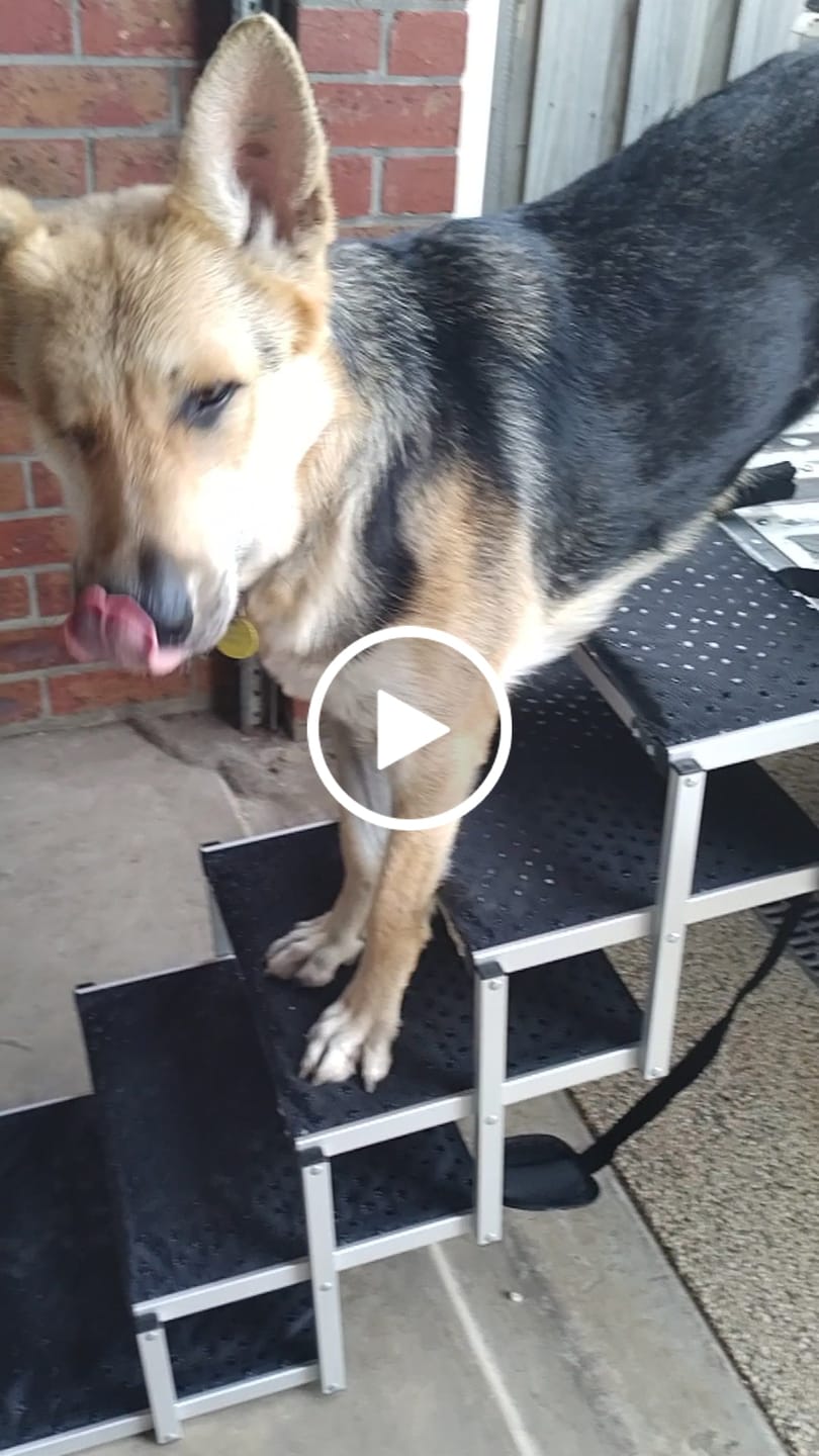 Customer video review of PaWz Foldable Aluminum Pet Steps
